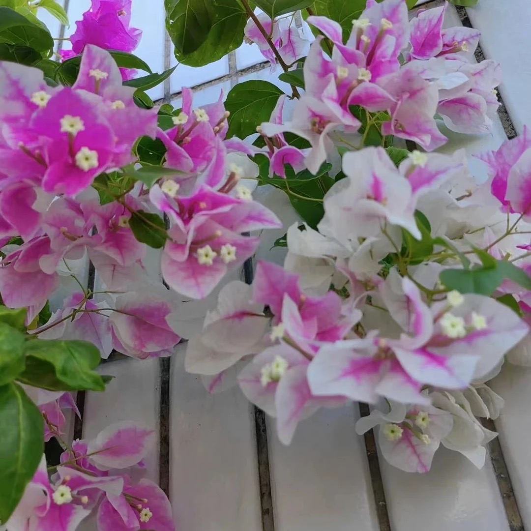 【漳红樱】三角梅百变花蝴蝶勤花四季开花新手必入款