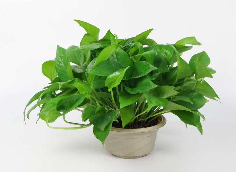 盆栽1号绿萝 （高）