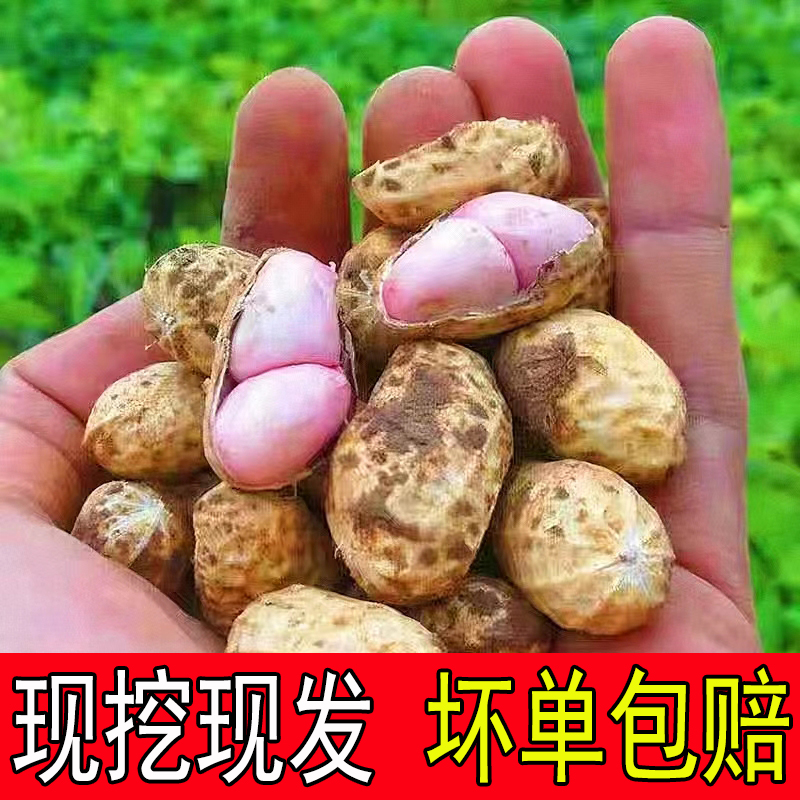 2023新鲜湿花生现挖带泥鲜花生四粒红带壳小花生米粉皮水煮生花生