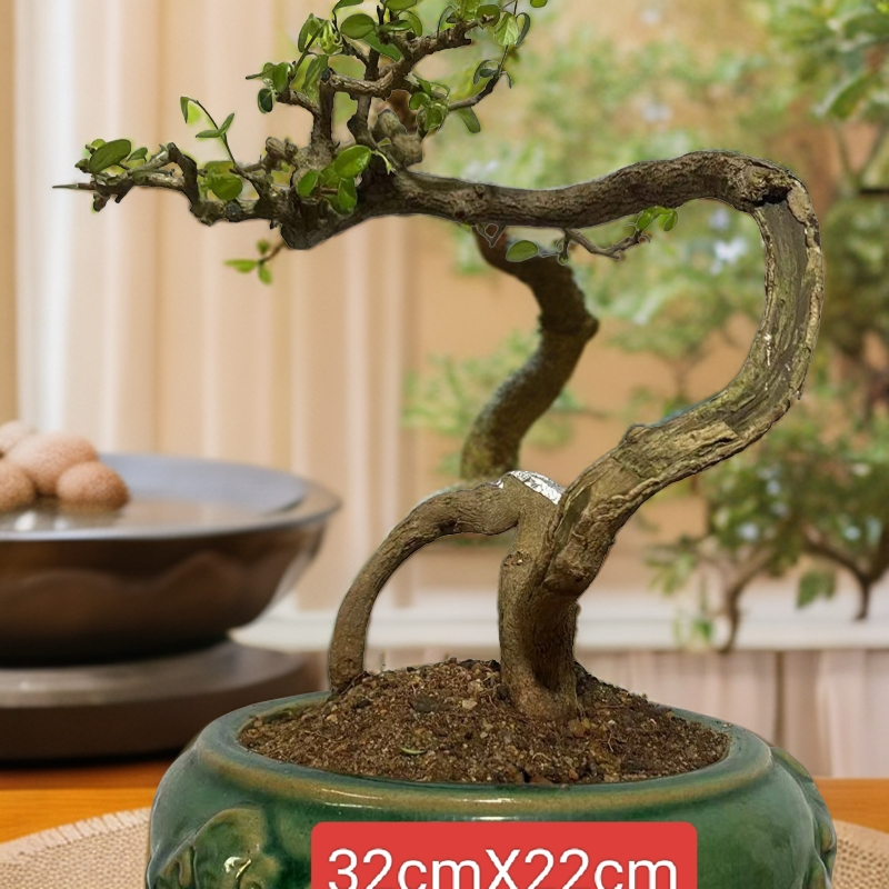 儋州博兰老桩盆景室内观赏海南特色绿植盆栽以直播间为准博兰黄栌