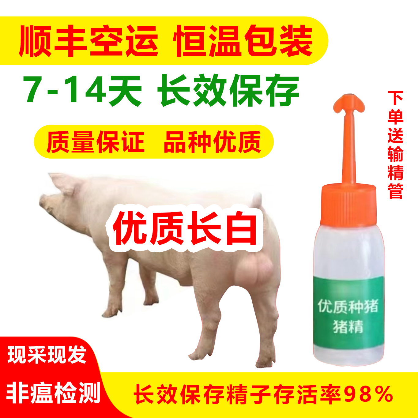 原种优质比系长白种公猪猪精批发