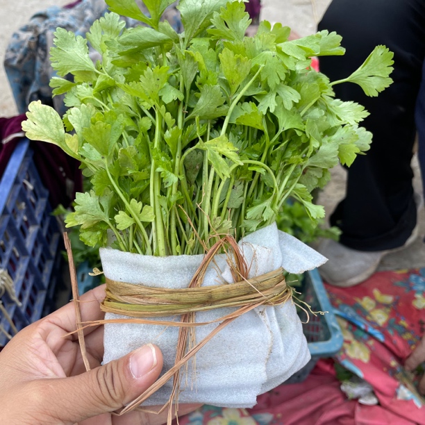 江西本地土芹菜苗川熊苗老品种现挖现发