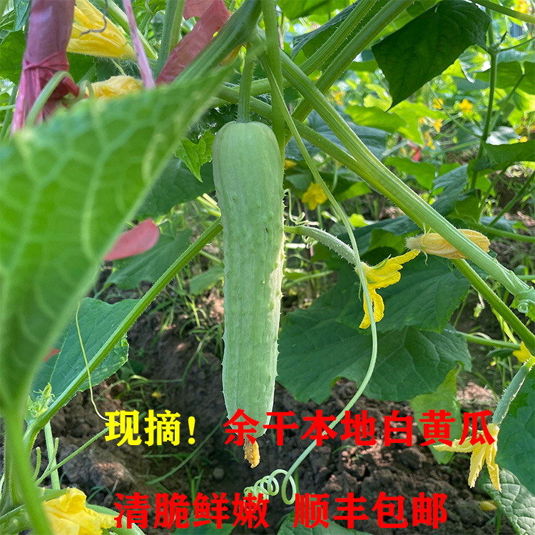 新鲜白黄瓜 余干本地农户自种白黄瓜 老品种 生吃小黄瓜 现摘现发