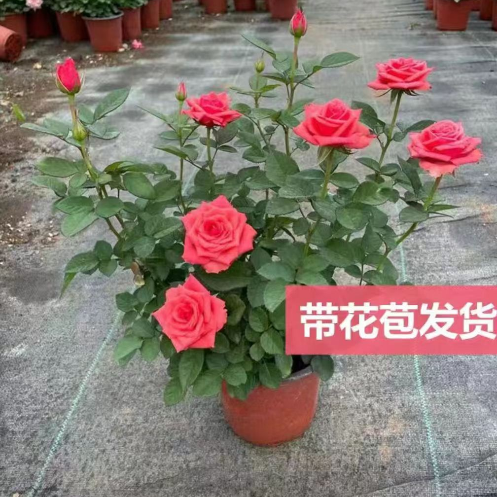 【芙蓉西施】大花四季开阳台庭院耐寒耐热