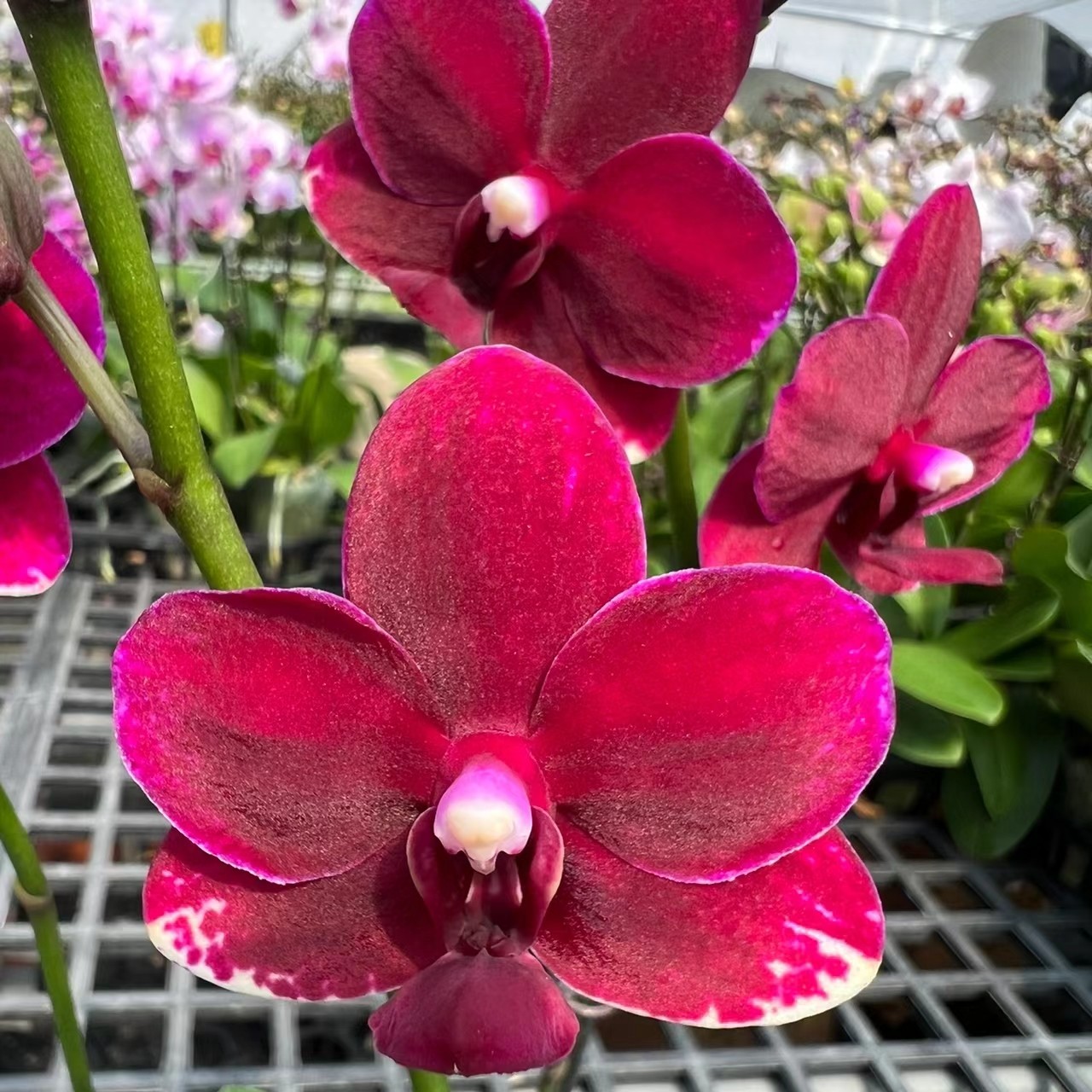 1.7寸杯小宝宝苗不带花剑两棵装嫌小勿拍《胭脂》蝴蝶兰花苗正红色