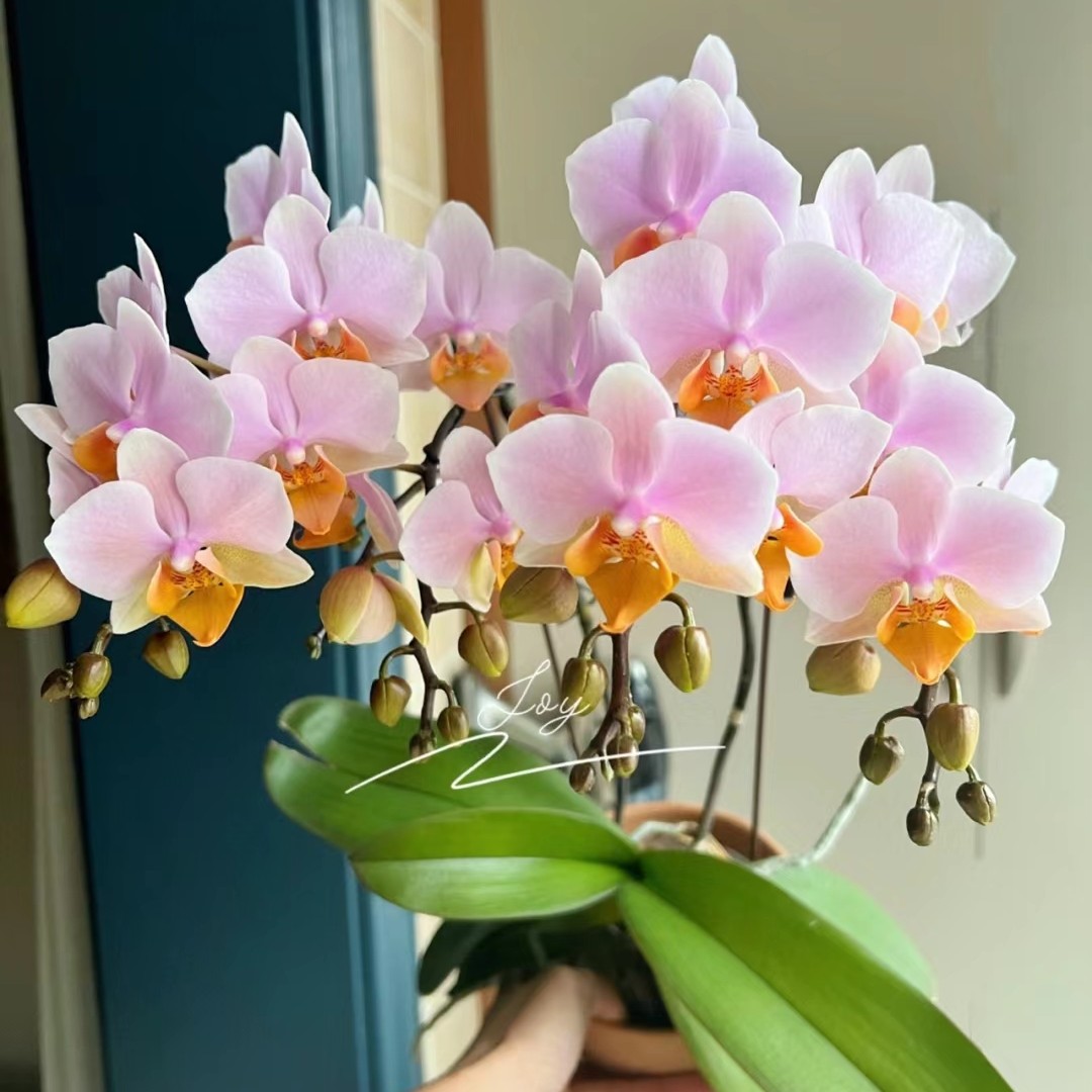 3.0寸杯不带花剑《图尔坎》安祖欧品蝴蝶兰花苗没有开花