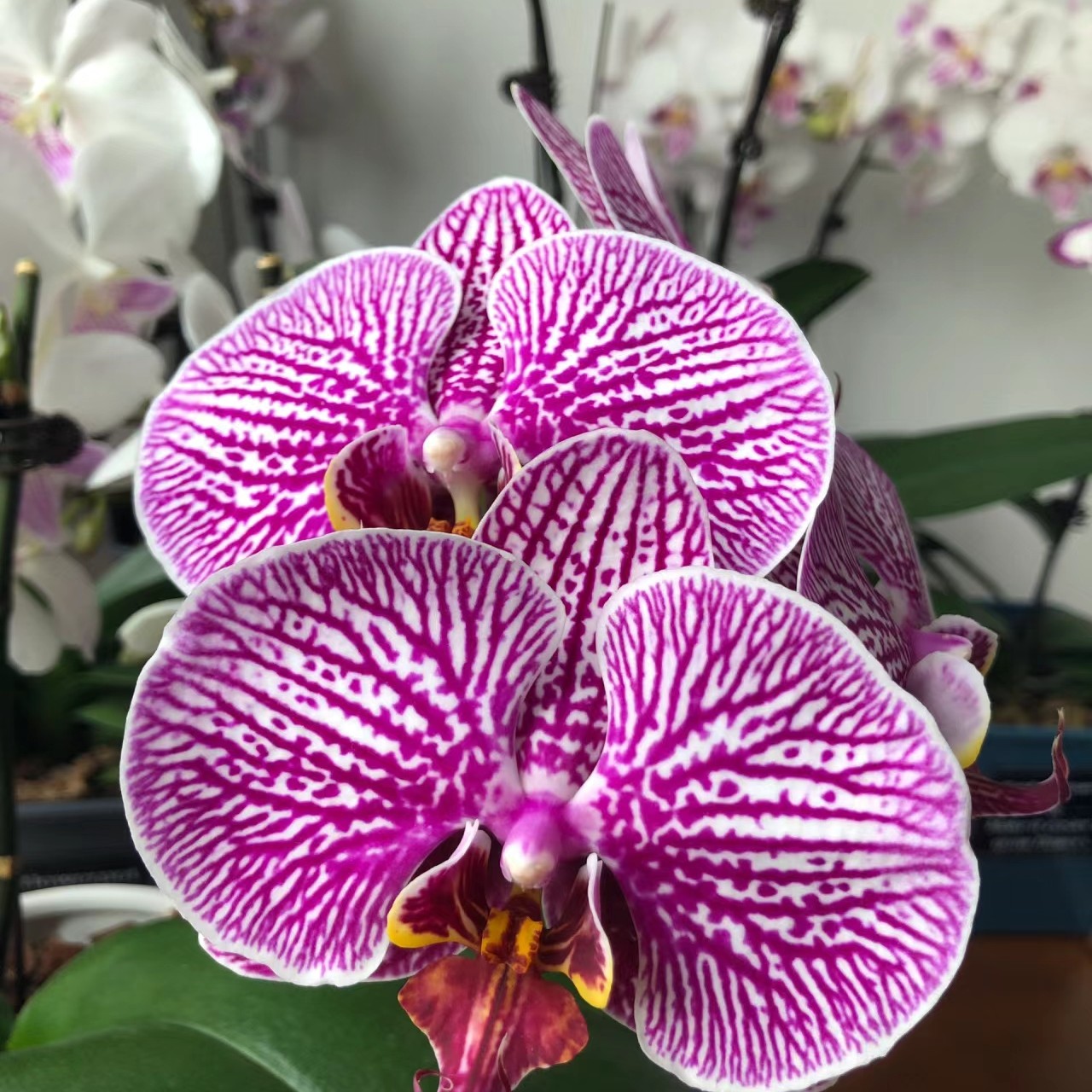 2.8寸杯不带花剑《法国斑》大花蝴蝶兰花苗没有开花