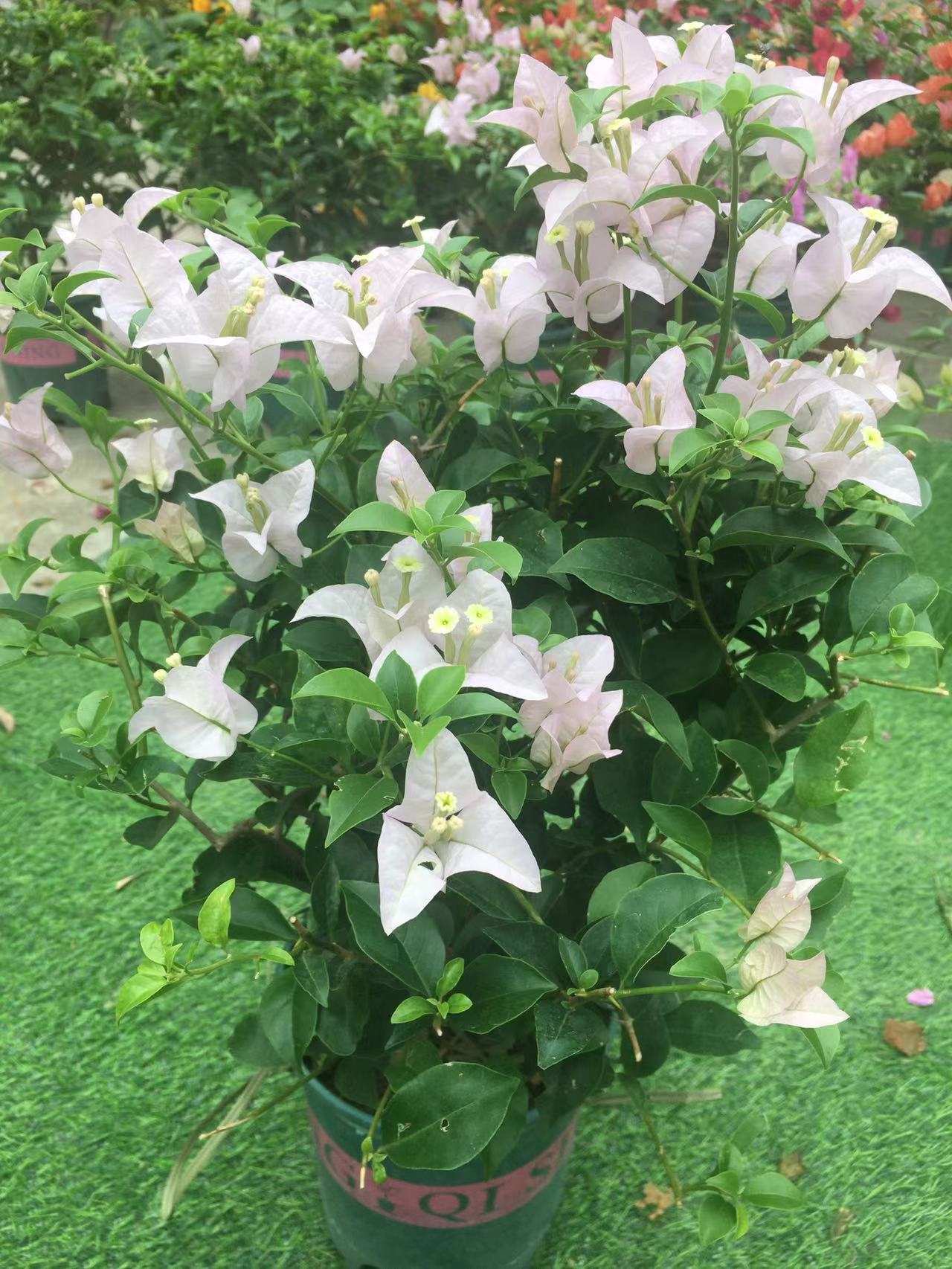 [保温费用]三角梅保温费用