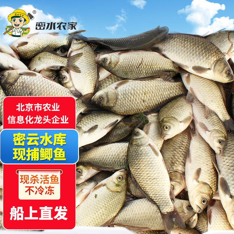 【北京优农】密云密水农家【密云】水库鲫鱼2斤 活鱼现捕现杀 鲜鱼