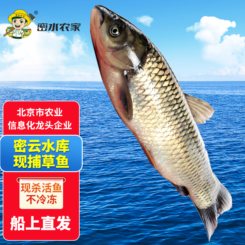 【北京优农】密云密水农家【密云】水库新鲜草鱼2斤 活鱼现杀鲜鱼