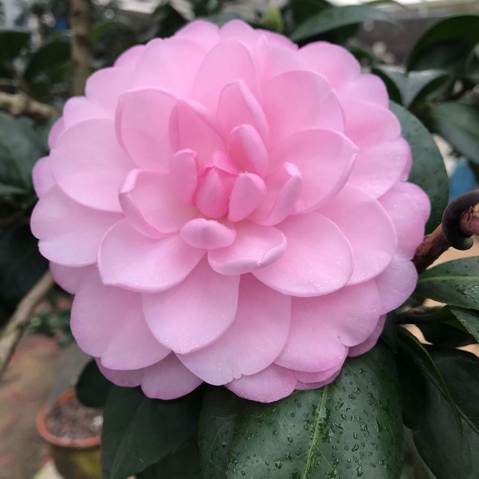 乌马克茶花云杂品种大花型客厅阳台庭院绿植包邮