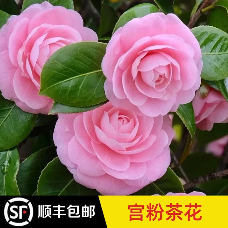 宫粉山茶花盆栽花卉名贵品种树苗室内外庭院阳台耐寒耐热绿植易养