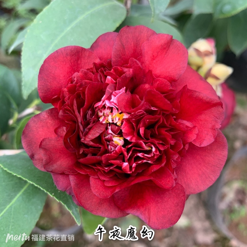 午夜魔幻茶花黑红色系列品种室内外盆栽阳台庭院植物包邮