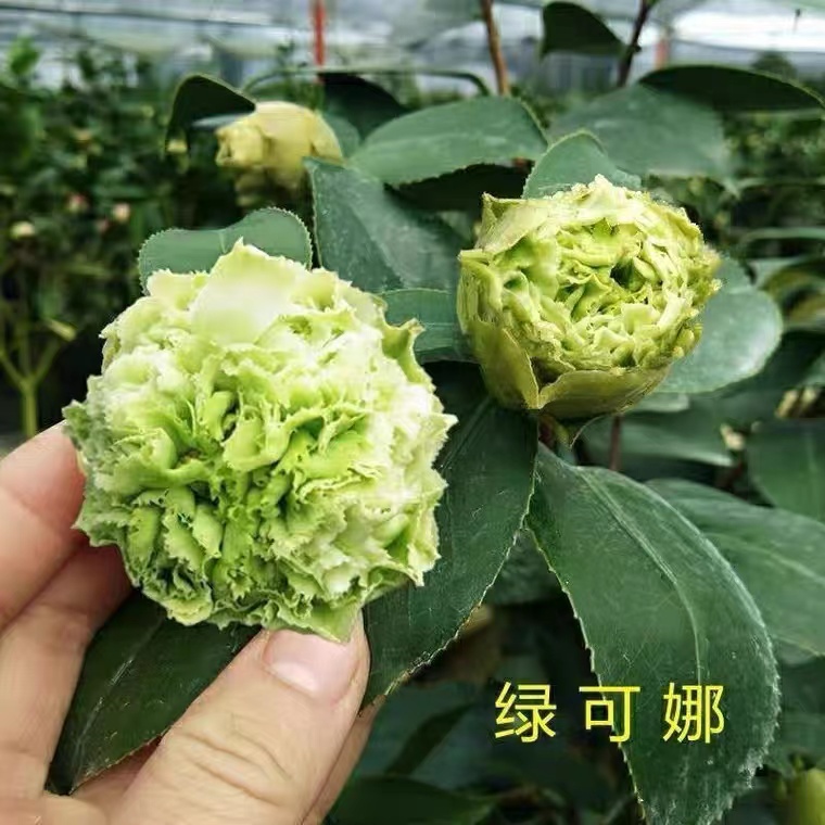 绿可娜茶花盆栽花卉四季常青名贵品种阳台客厅植物庭院盆景包邮