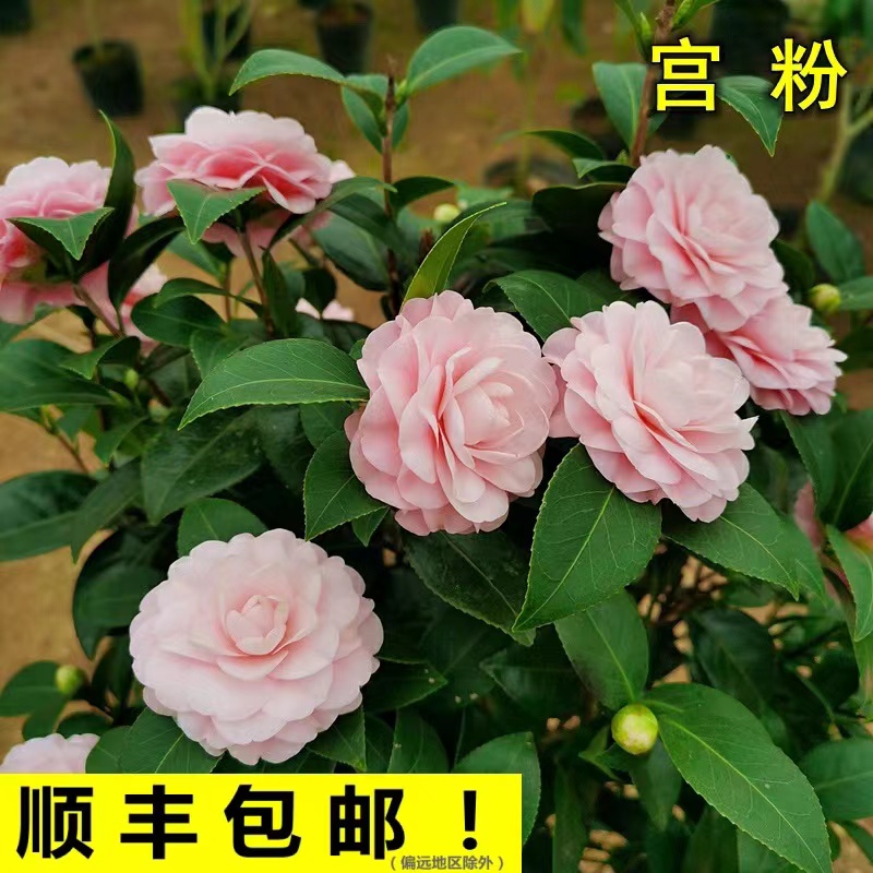 山茶花宫粉小桃红盆栽花卉绿植客厅阳台庭院植物包邮粉红色