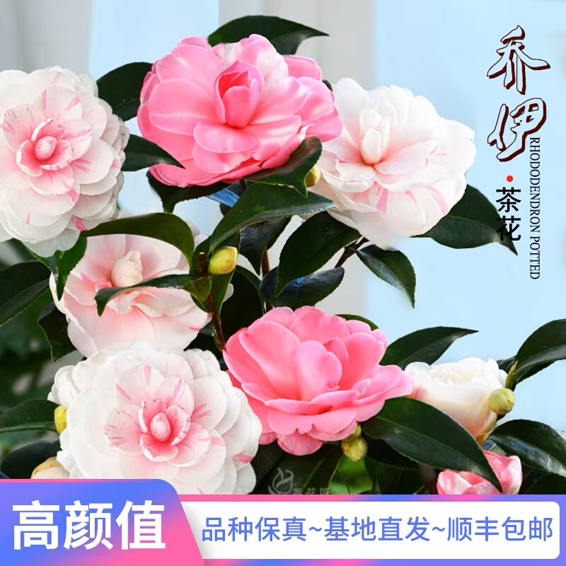 乔伊茶花盆栽花卉室内外客厅阳台庭院绿植
