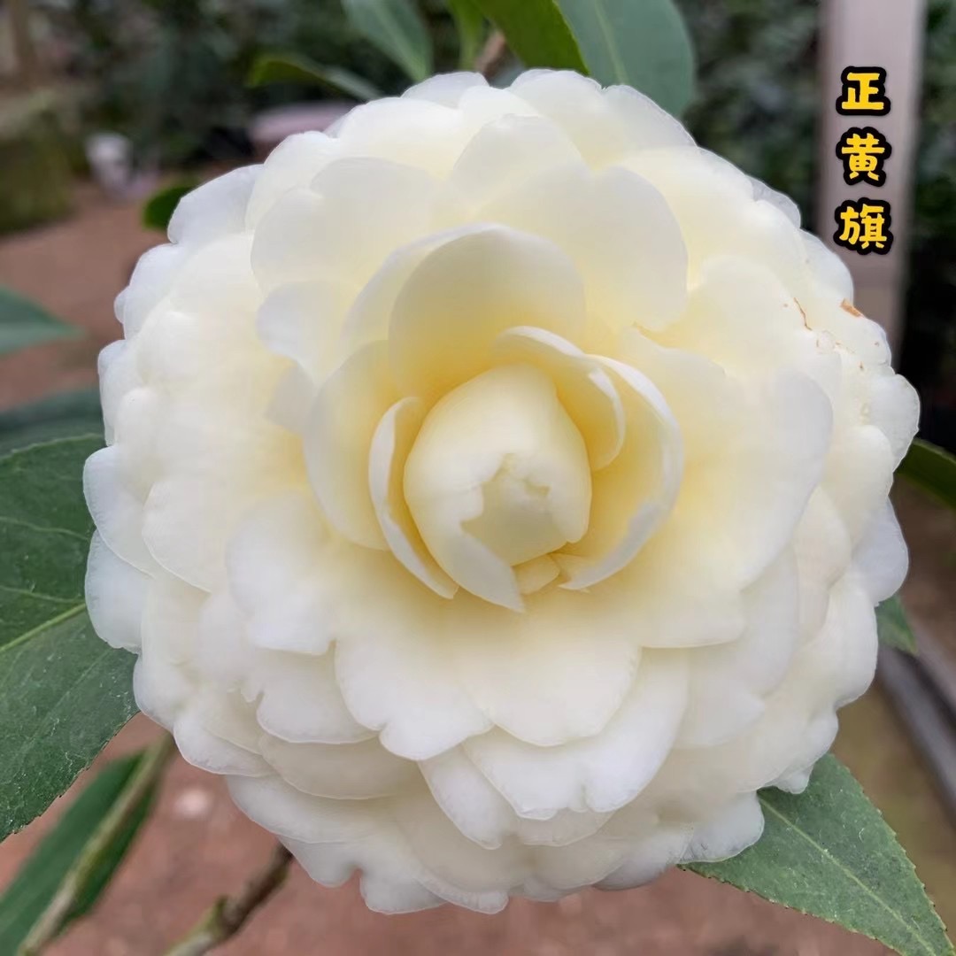 正黄旗茶花黄色系品种四季常青植物庭院阳台客厅植物包邮