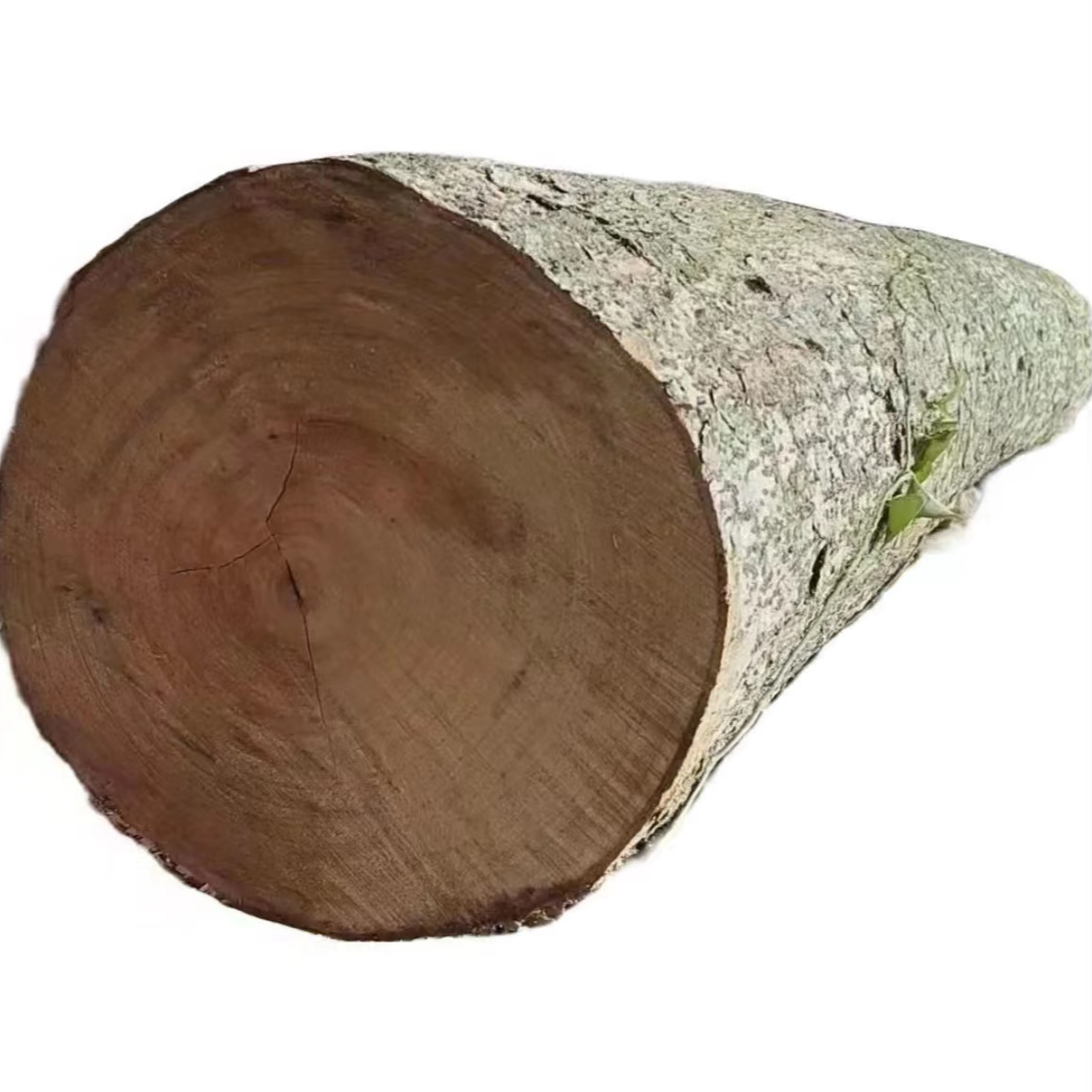 四川小叶金丝楠木原木料