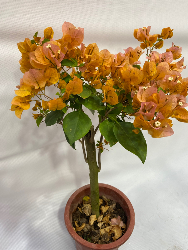 一物一拍 三角梅 加州黄金三角梅 家有黄金 万事顺心 非常勤花