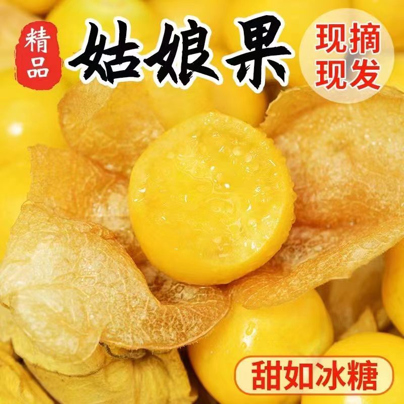 现货现发东北洋菇娘果灯笼果酸甜爆汁黄金菇娘果产地直发当季菇娘
