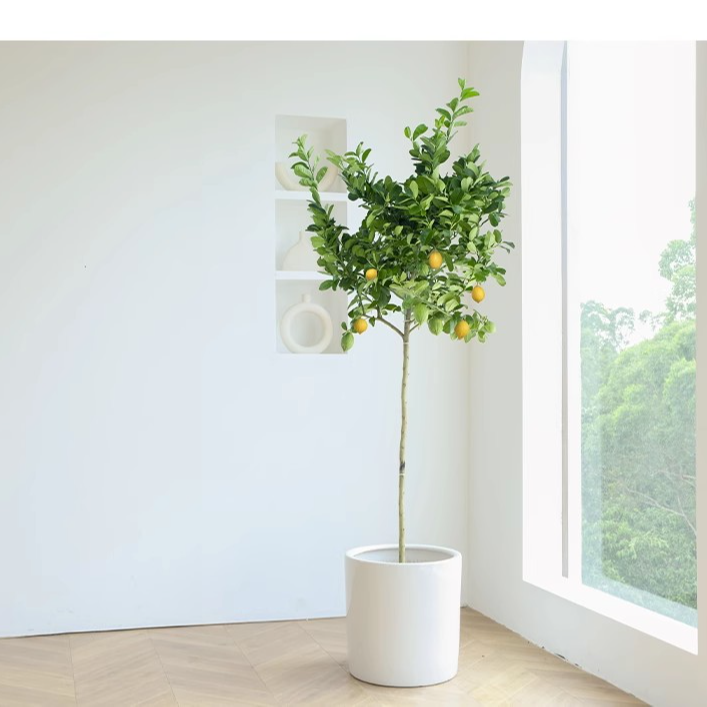 香水树盆栽大型绿植室内客厅盆栽高杆棒棒糖植物四季开花鲜活