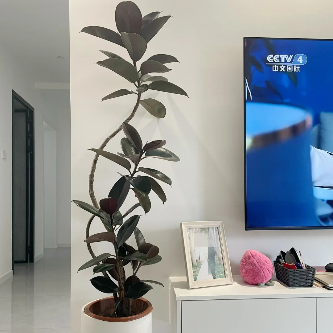 黑金刚橡皮树大型客厅观叶盆栽绿植室内植物好养活净化空气喜阳