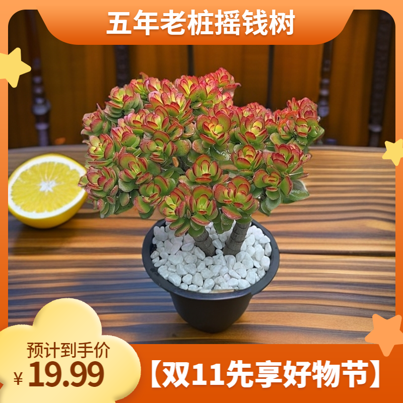 大摇钱树 五年老桩 居家必备 #230盆栽 多肉植物