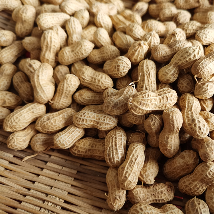 2025红皮花生米新货农家自种带壳小粒落花生新鲜食用二粒红花生