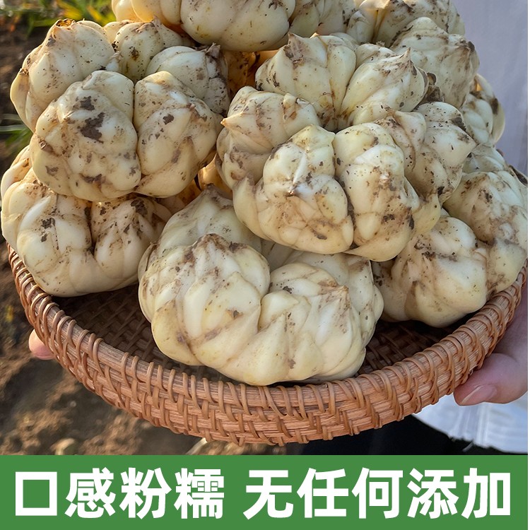 顺丰包邮宜兴百合新鲜百合食用百合产地直销批发煲粥汤龙山龙牙蒜