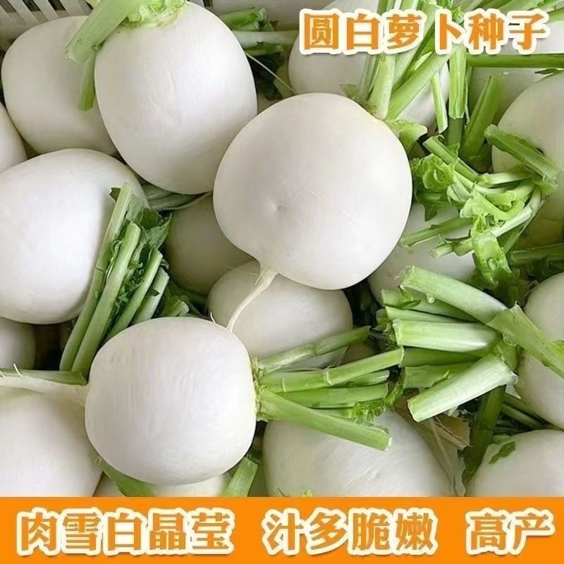 四川本地春不老圆萝卜，脆甜细化