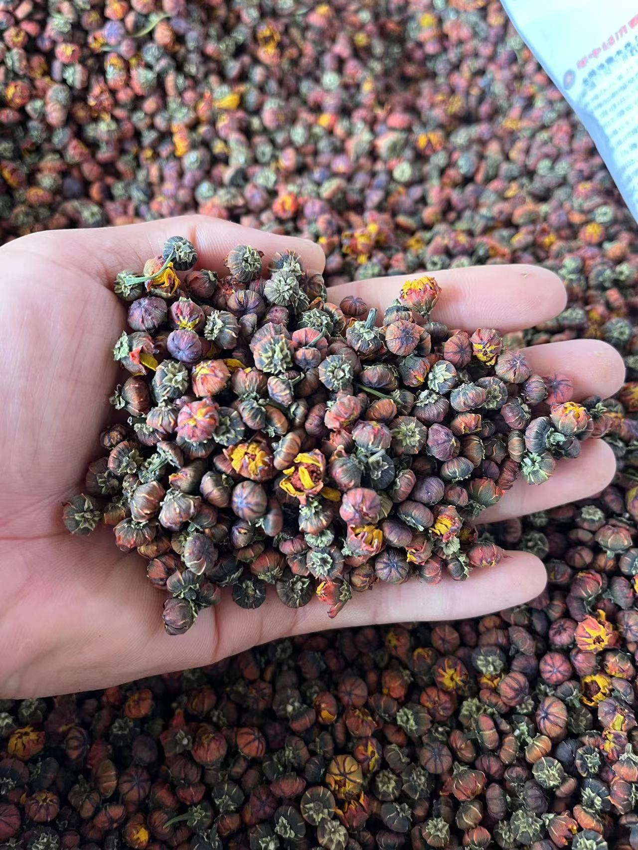 新疆昆仑胎菊100克