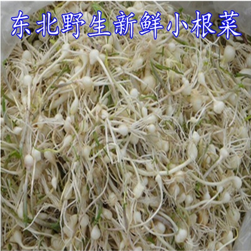 东北山菜 新鲜小根菜大脑瓜嘣小根蒜500g2份包邮顺丰