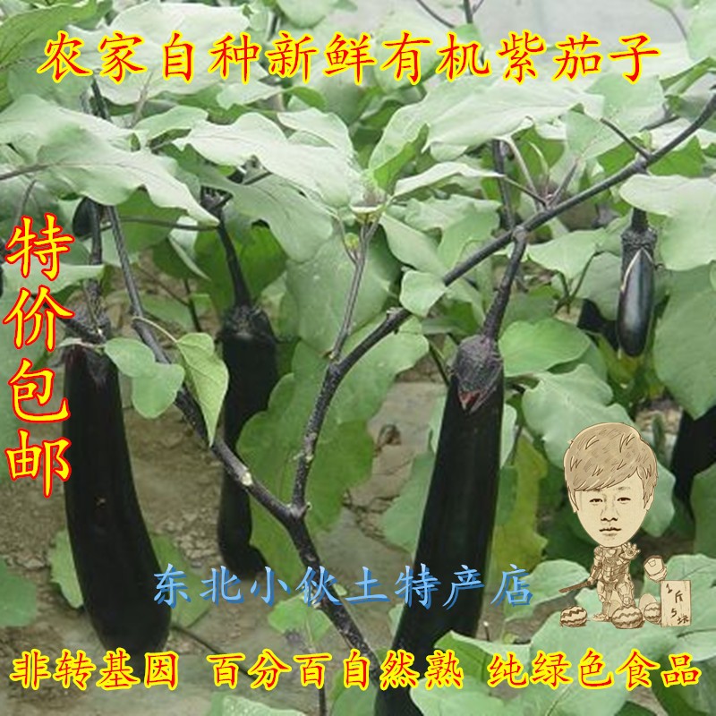 东北大紫茄子 农家蔬菜茄子 自然成熟大紫茄子二斤顺丰包邮
