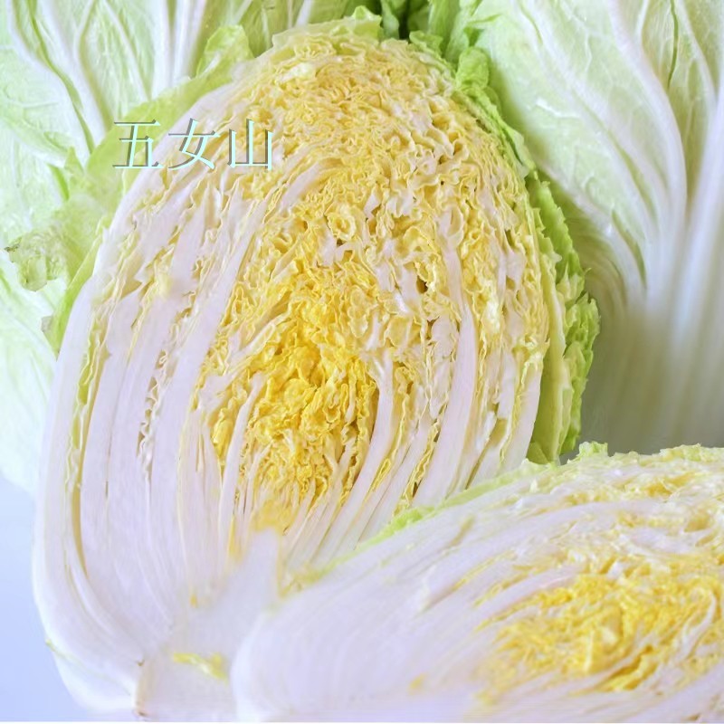 东北大白菜新鲜农家自种蔬菜时令小青菜包菜白菜四斤顺丰包邮