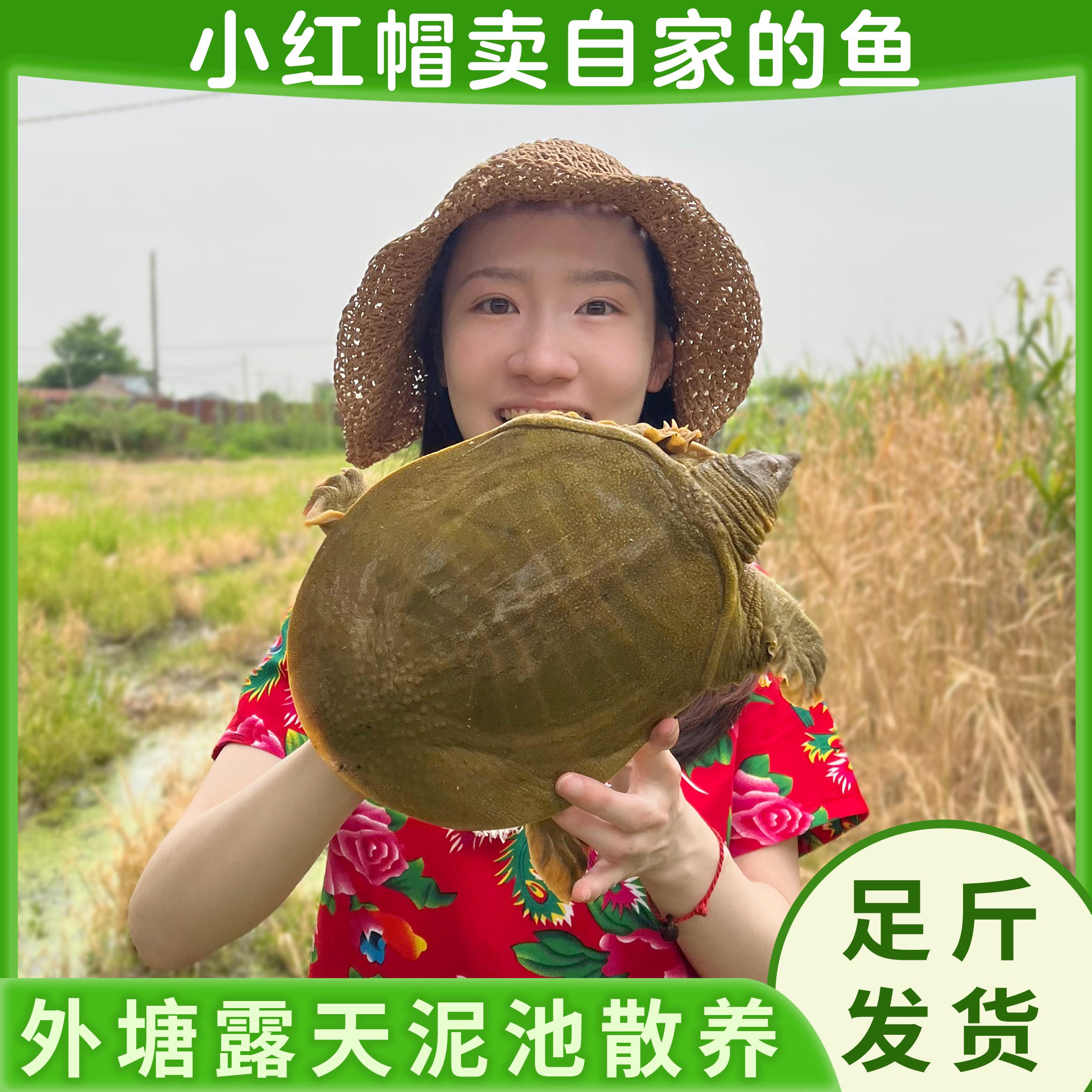 （直播间现场称重链接）外塘生态散养甲鱼