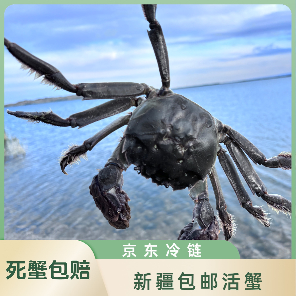 【活蟹】新疆布尔津正宗河蟹公母对半1.8-2两（10-11只）