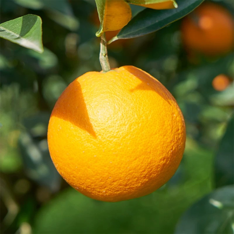 【新疆包邮】爱媛38号果冻橙新鲜当季水果薄皮多汁手剥鲜橙