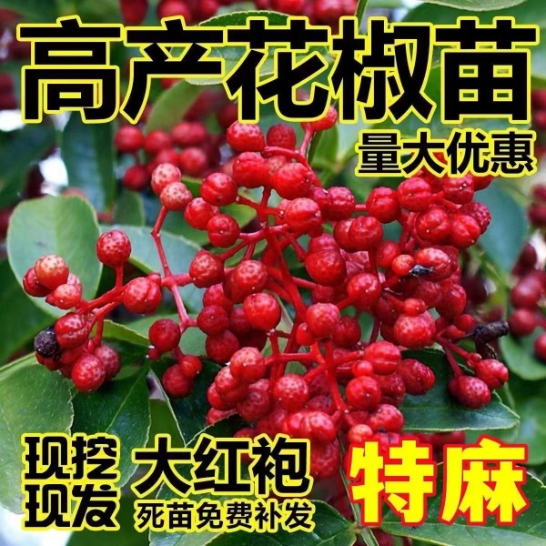 正宗沂蒙山区大红袍花椒树苗南北方种植盆栽地栽花椒树苗