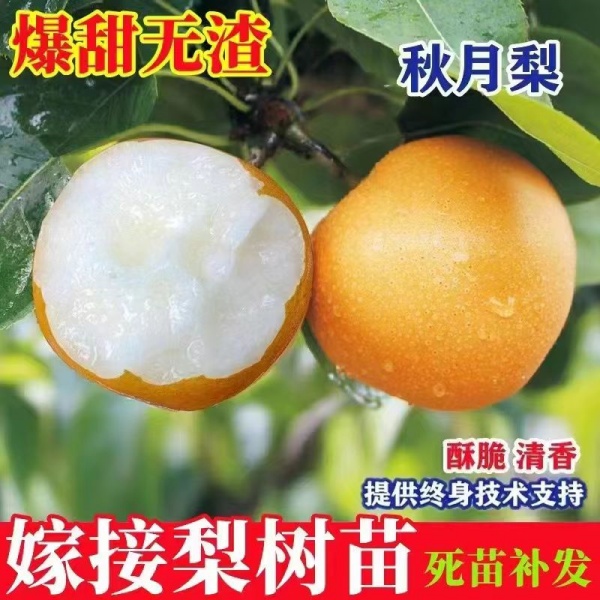 梨树苗嫁接梨新品种耐寒特大南北方种植盆栽地栽当年结果梨树苗