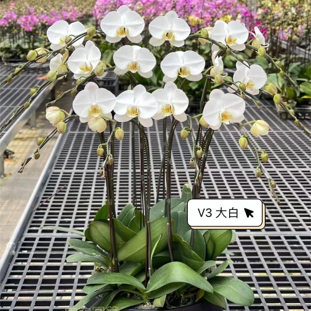 精品蝴蝶兰中大花进口【V3大白】