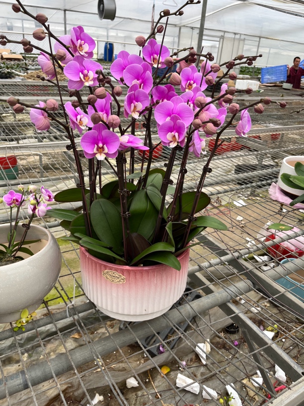 蝴蝶兰盆栽【安娜】带花带花苞兰花如有折损按照比例赔付不支持退货