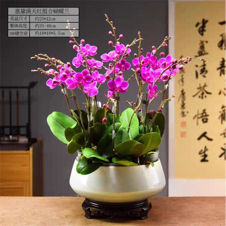 精品满天红蝴蝶兰盆栽室内高端花卉绿植好养兰花花盆石斛兰