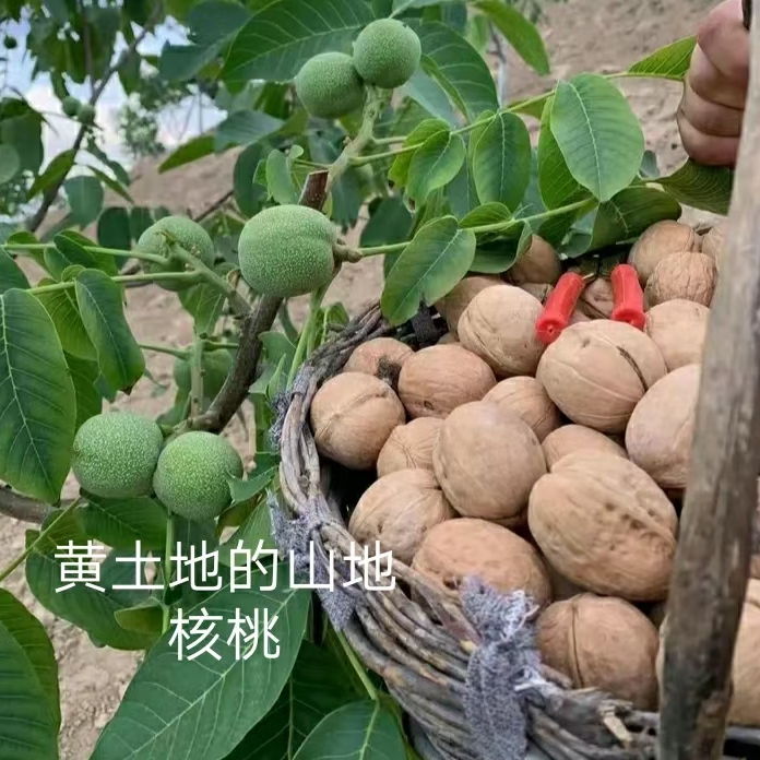 【陕北杜家土妹】山地老树核桃