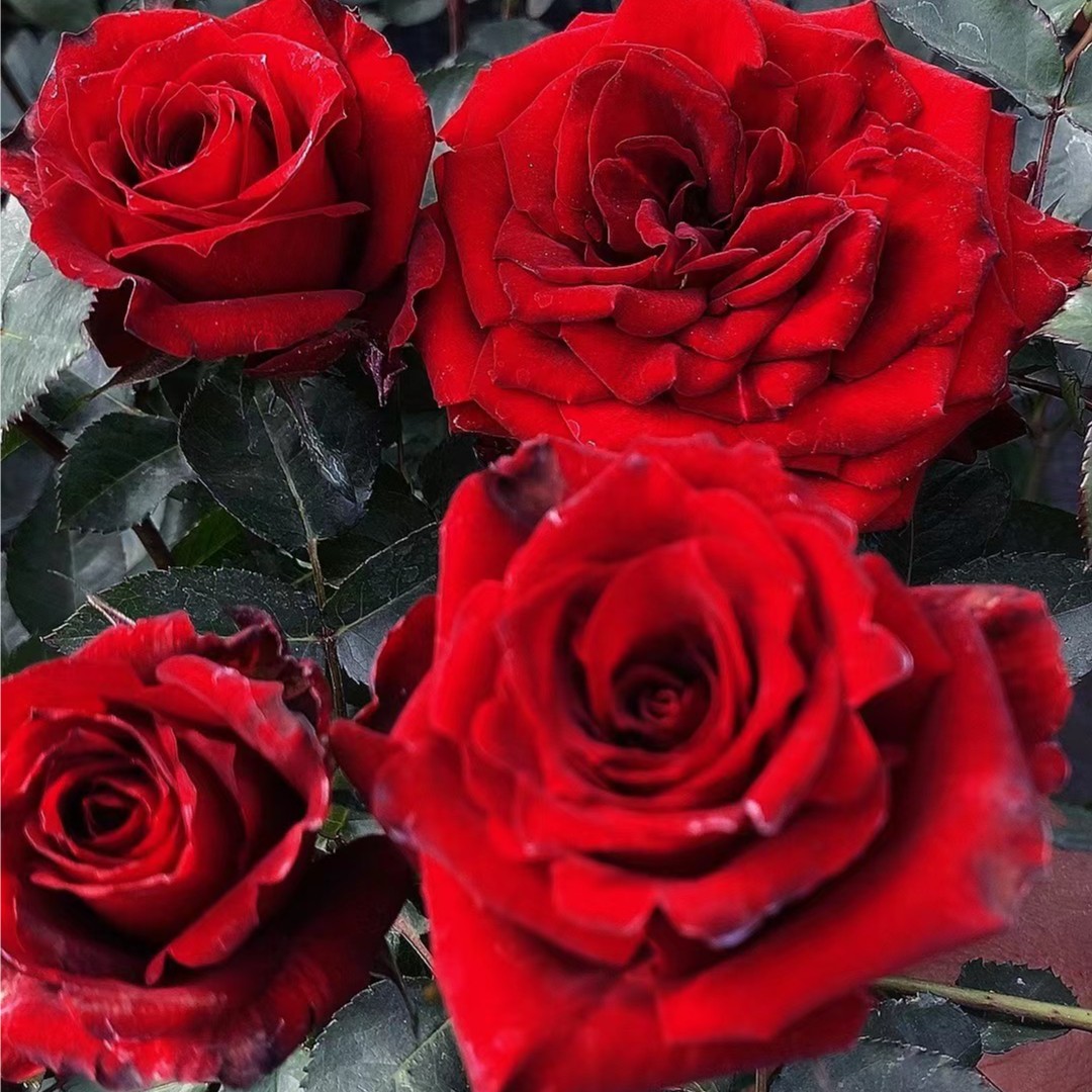 红丝绒月季花（雅奇花园）红黑色切花月季盆栽庭院多季一盆多棵