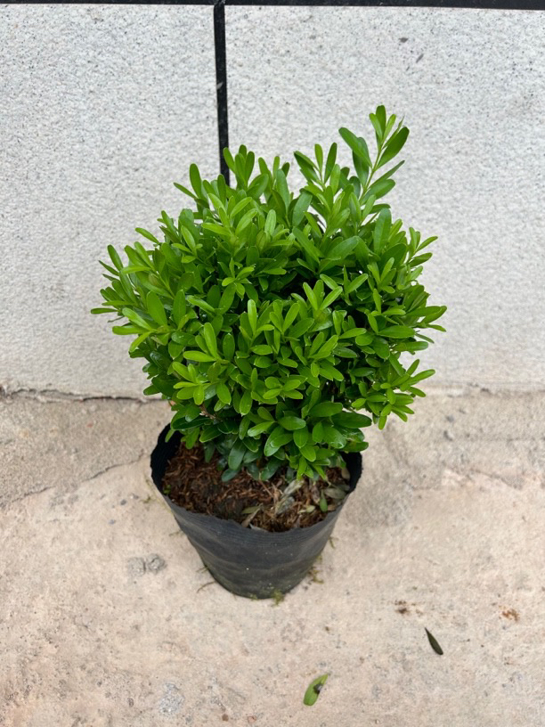 三年雀舌黄杨黄杨球四季常青盆景绿植小叶黄杨罗汉松红花室内盆栽