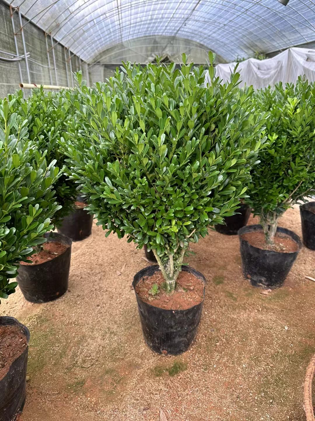 一物一拍专用小叶雀舌黄杨黄杨罗汉松室内盆景