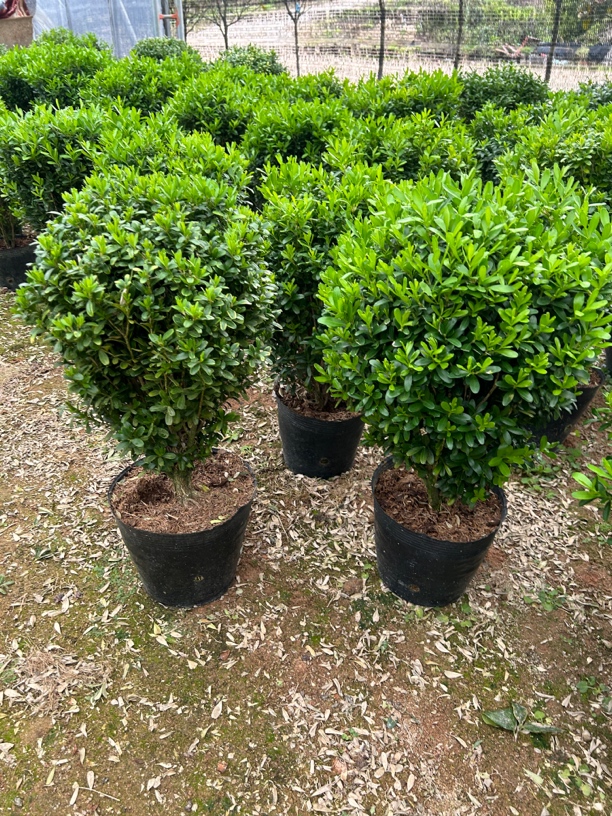 盆景雀舌黄杨四季常青绿植盆栽绿植小叶室内黄杨高市早苗最新表态