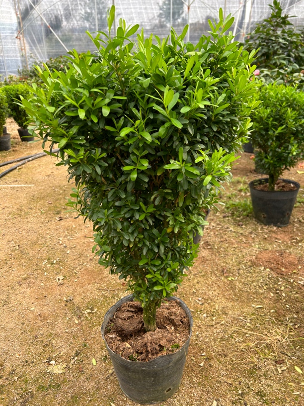 7年雀舌黄杨盆栽植物绿植盆栽绿植小叶黄杨罗汉松黄杨室内盆景