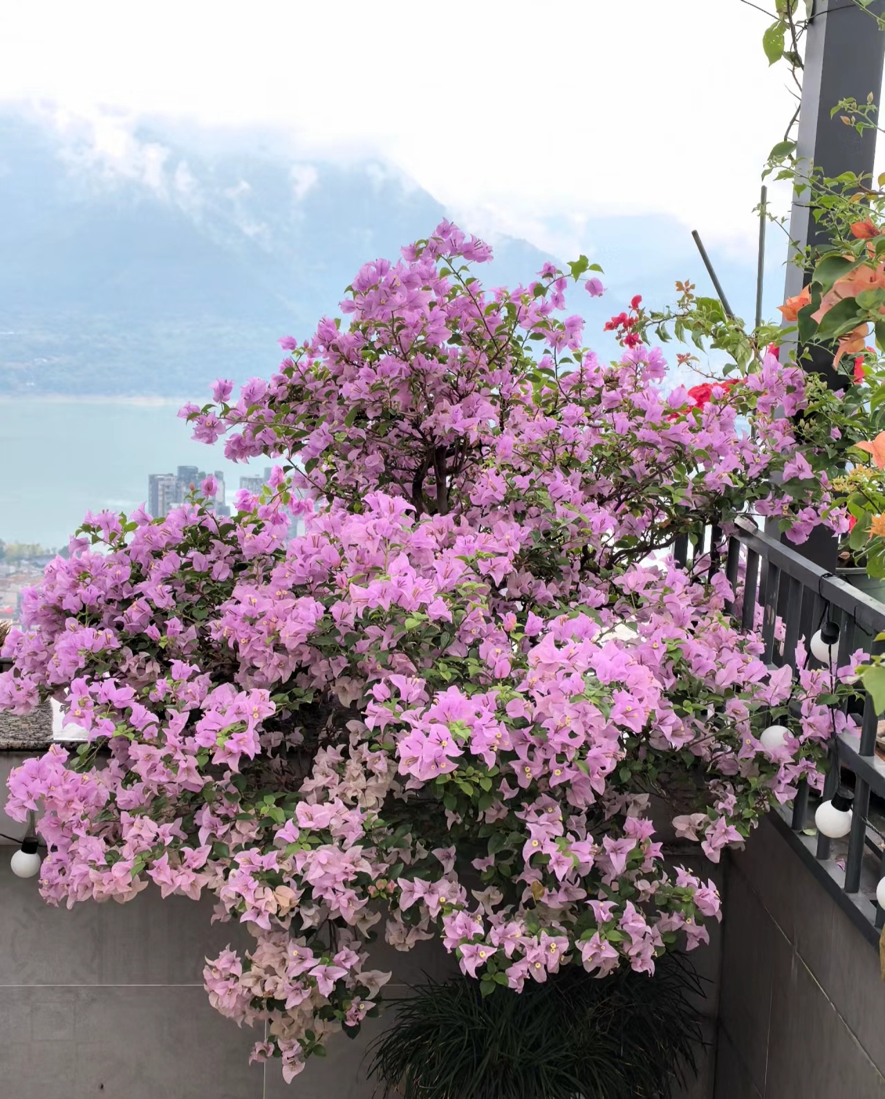 巴西紫·三角梅花四季勤花大苗【40-50cm左右】带花带盆容易种植