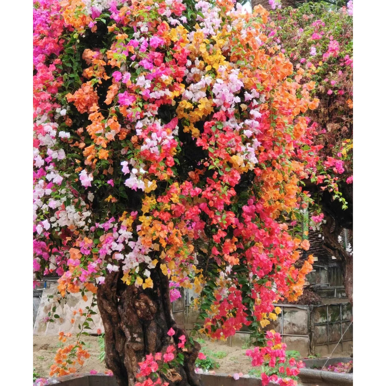 盆景三角梅花（一物一拍）原盆原土带花发货